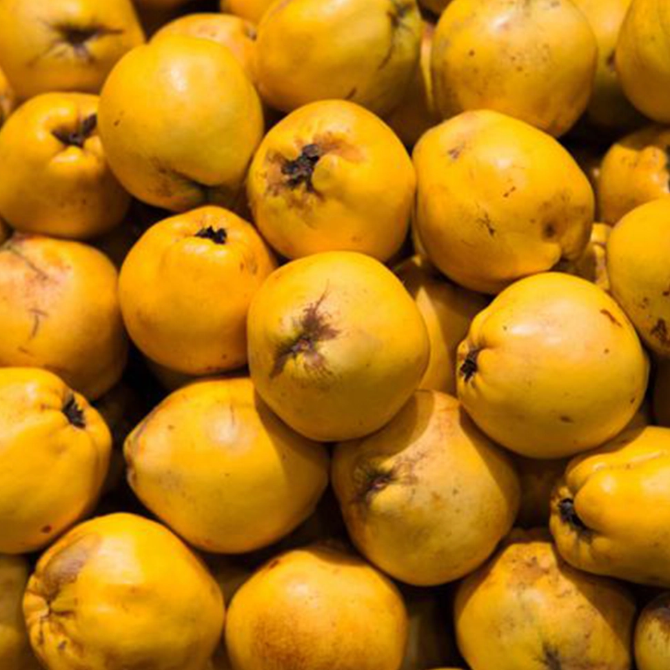 Fresh Quince